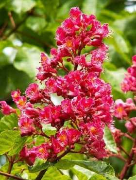 Kasztanowiec czerwony (C2)