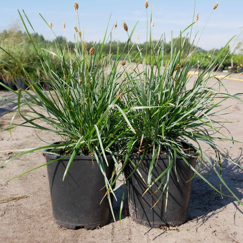 Sesleria błotna
