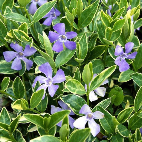 Zestaw Barwinek pospolity Variegata 6 szt