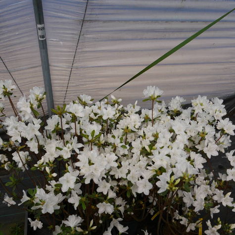 Azalia japońska Luzi