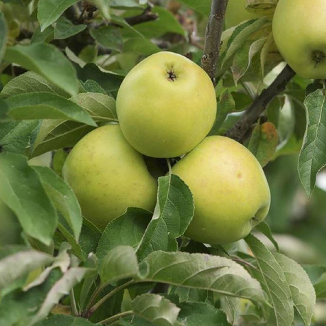 Jabłoń kolumnowa Moon Light w typie Kosztela Plant Pack