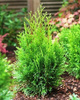 Thuja Tuja Żywotnik zachodni Smaragd 50-70cm Zielona zimą