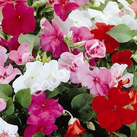 Niecierpek balsamina mieszanka 1g Plantico