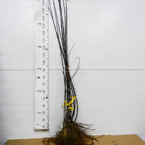 Jabłoń Spartan Plant Pack