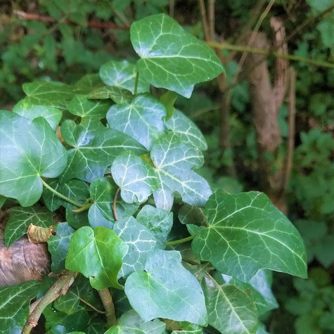 Bluszcz pospolity Hedera Helix