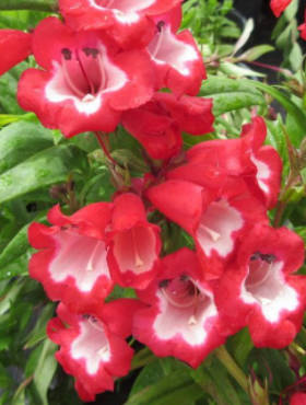 Penstemon Hartwegii Polaris Red (C2)