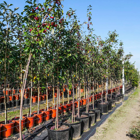 Jabłoń ozdobna rajska Ola obw. 6-8cm