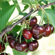 Czereśnia półkarłowa Carmen o dużych owocach Plant Pack 