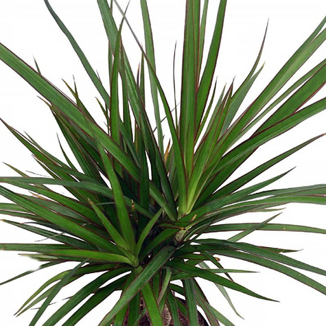 Dracena Smocza 5szt nasion ToRaf