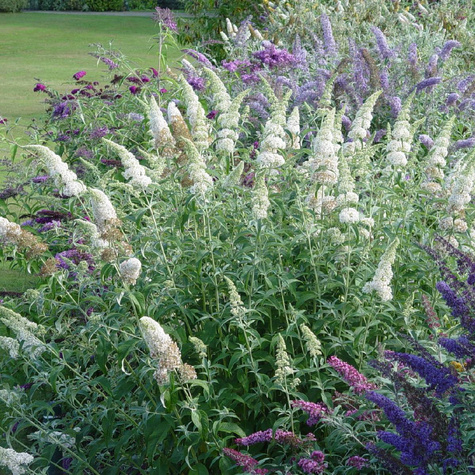 Budleja Dawida 'Nanho White' (C2)