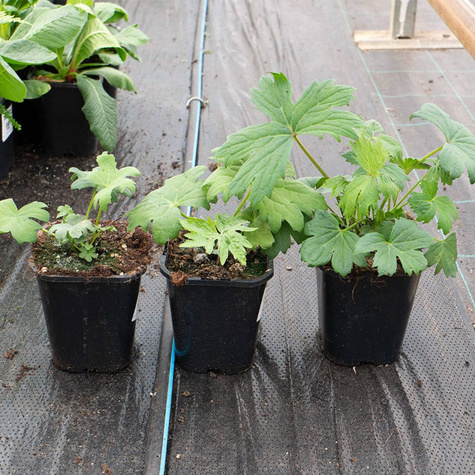 Języczka Przewalskiego