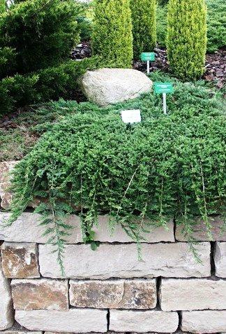 Jałowiec płożący Wiltonii (C2)