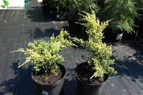 Jałowiec łuskowaty Holger (C2)