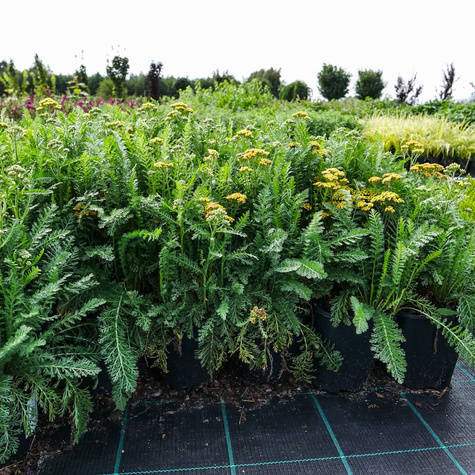 Krwawnik ogrodowy Milly Rock Yellow Terracotta (C2)