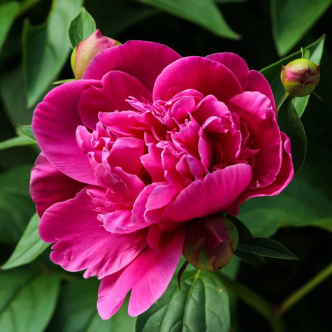 Piwonia chińska Paeonia Karl Rosenfield (C2)