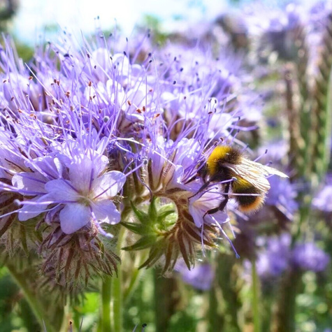 Facelia błękitna cena za 1 kg