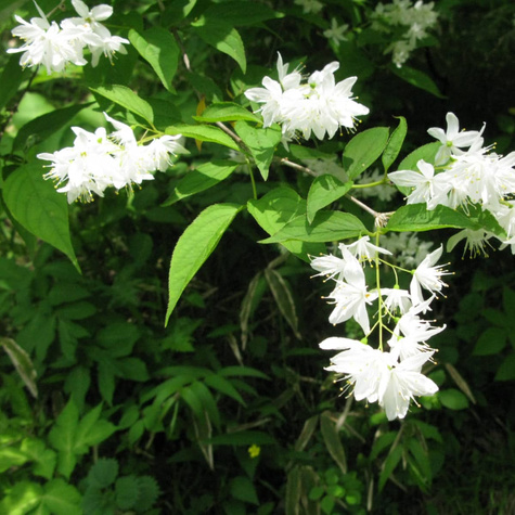 Żylistek wysmukły (P9)