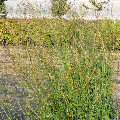 Trzęślica trzcinowata Karl Förster (C2)