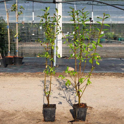 Ligustr Liguster pospolity Miododajny (P9)