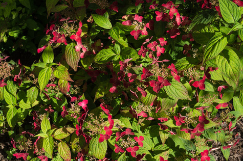 Hortensja piłkowana Kurenai