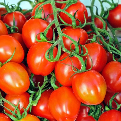 Pomidor gruntowy wysoki Rubinka koktajlowy 0,4g