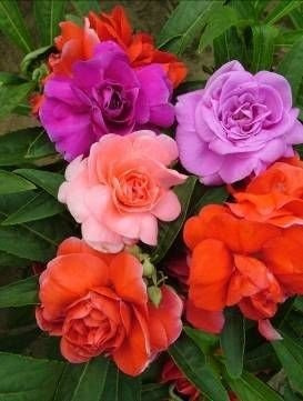 Niecierpek balsamina mieszanka 1g Plantico