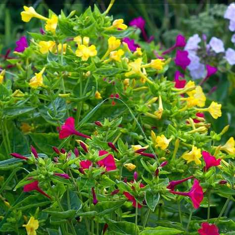 Dziwaczek jalapa mix Vilmorin 2 g