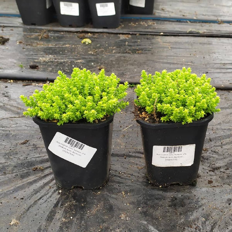 Rozchodnik ostry Aureum (C2)