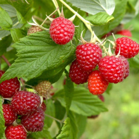 Malina powtarzająca owocowanie w doniczce (C2)