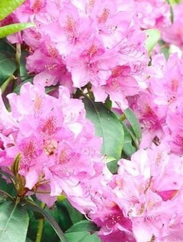 Rododendron różowy (C2)