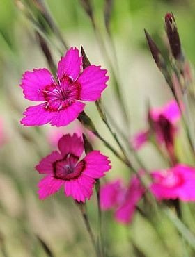 Goździk kropkowany dianthus deltoides 0.5g Plantico