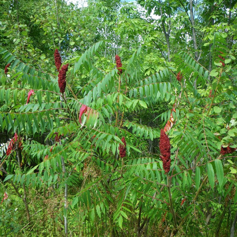 Sumak octowiec Sumak odurzający Mrozoodporny Egzotyczny (C5)