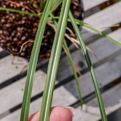 Miskant chiński Malepartus