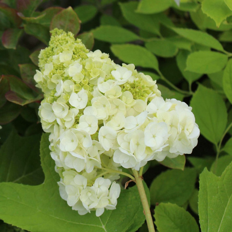 Hortensja dębolistna Snow Queen (C2)