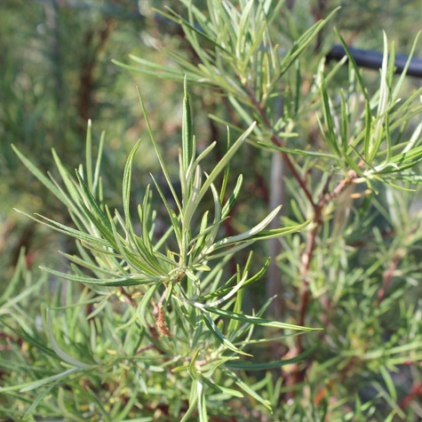 Sztobry Wierzba siwa Angustifolia 10szt.