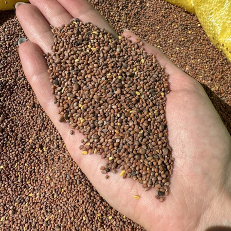 Rzodkiew oleista cena za 1 kg