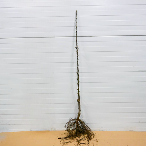 Jabłoń Lobo Plant Pack