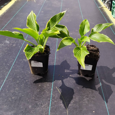 Funkia ogrodowa Hosta Yellow River (C2)