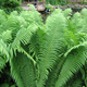 Paproć Pióropusznik strusi