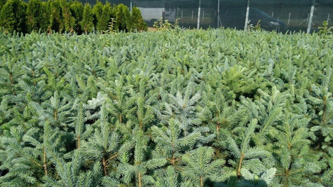 Świerk kłujący Dolores