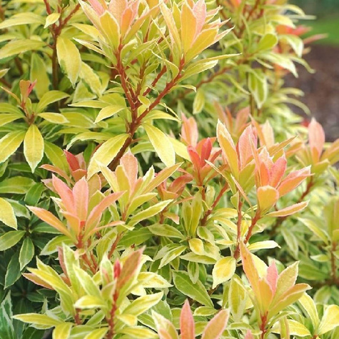 Pieris japoński Little Goldy (C2)