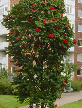 Jarząb Pospolity Fastigiata Szczepiony Na Pniu 