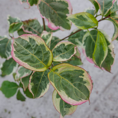 Dereń kousa Akatsuki (C2)