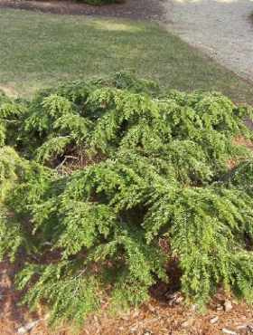 Choina kanadyjska 'Fantana'