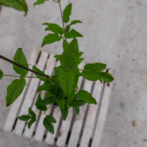 Powojnik Clematis wielkokwiatowy Błękitny Anioł