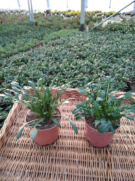 Gazania Kwiaty Otwarte w dzień Zamknięte noc "Śpiochy" Mix kolorów Słoneczny Kwiat SADZONKA