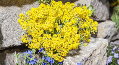 Smagliczka pagórkowa (P9)