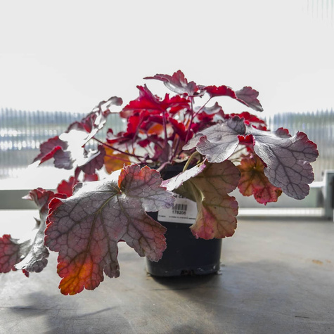 Żurawka ogrodowa Frosted Caramel (C2)