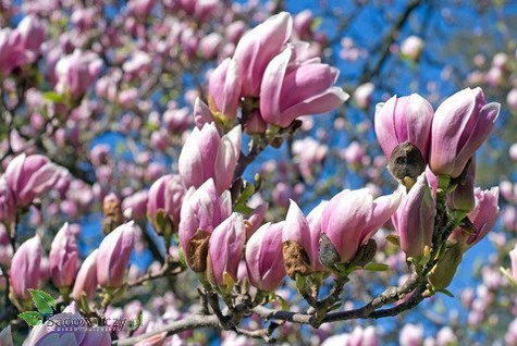 Magnolia w odmianach