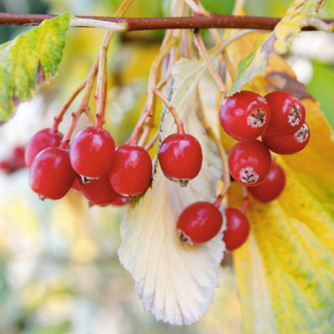 Jarząb turyński Fastigiata (obw.12-16cm H250/350)